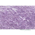 Coloured Silver Loose Leaf Pigment - Lilac