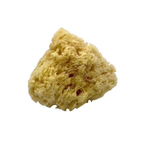 Natural Sea Sponge