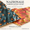 Nazionale Veriegated Leaf | Wrights of Lymm