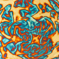 Nazionale Variegated Leaf