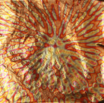 Red Chrysanthemum Variegated Transfer Leaf