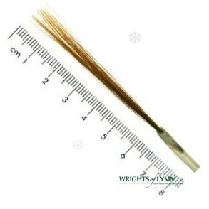 Ox Hair Liner in Quill Brushes