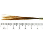 Ox Hair Liner in Quill - Small Duck