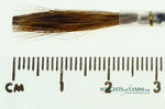 No.2 Lettering Quill