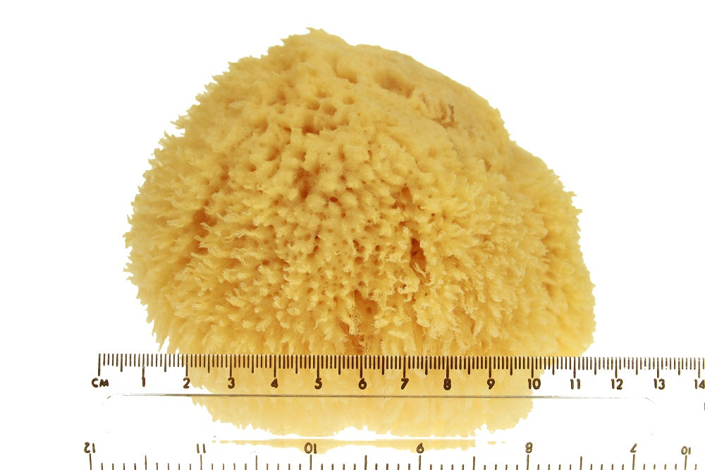 Large Natural Sea Sponge